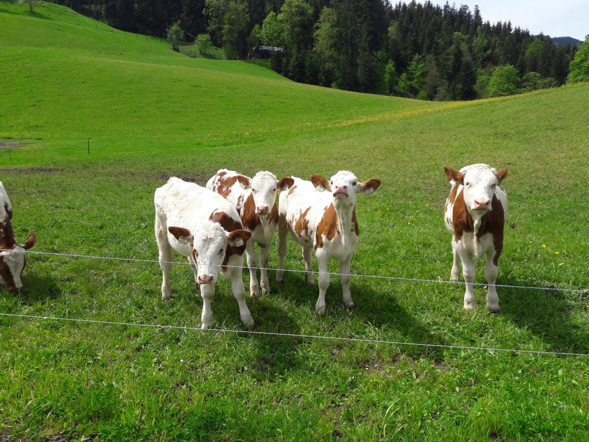 Bio-Bauernhof Niederlehen Fieberbrunn Exterior foto